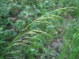 Deschampsia cespitosa