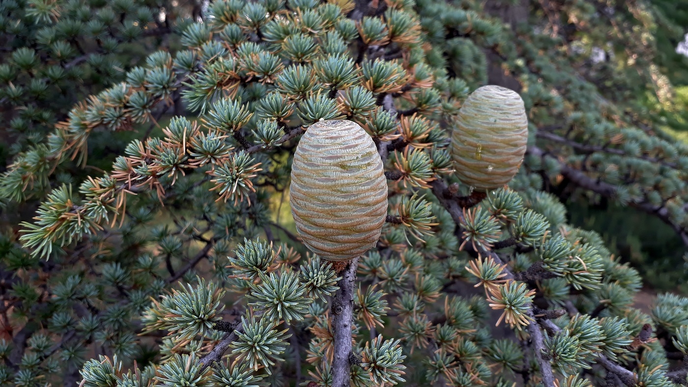 Изображение особи Cedrus libani.