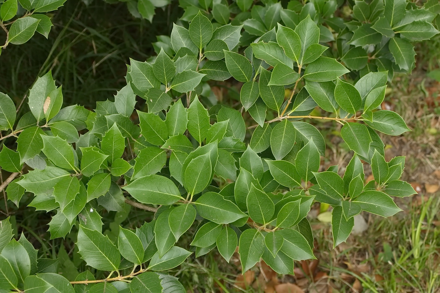 Изображение особи род Osmanthus.