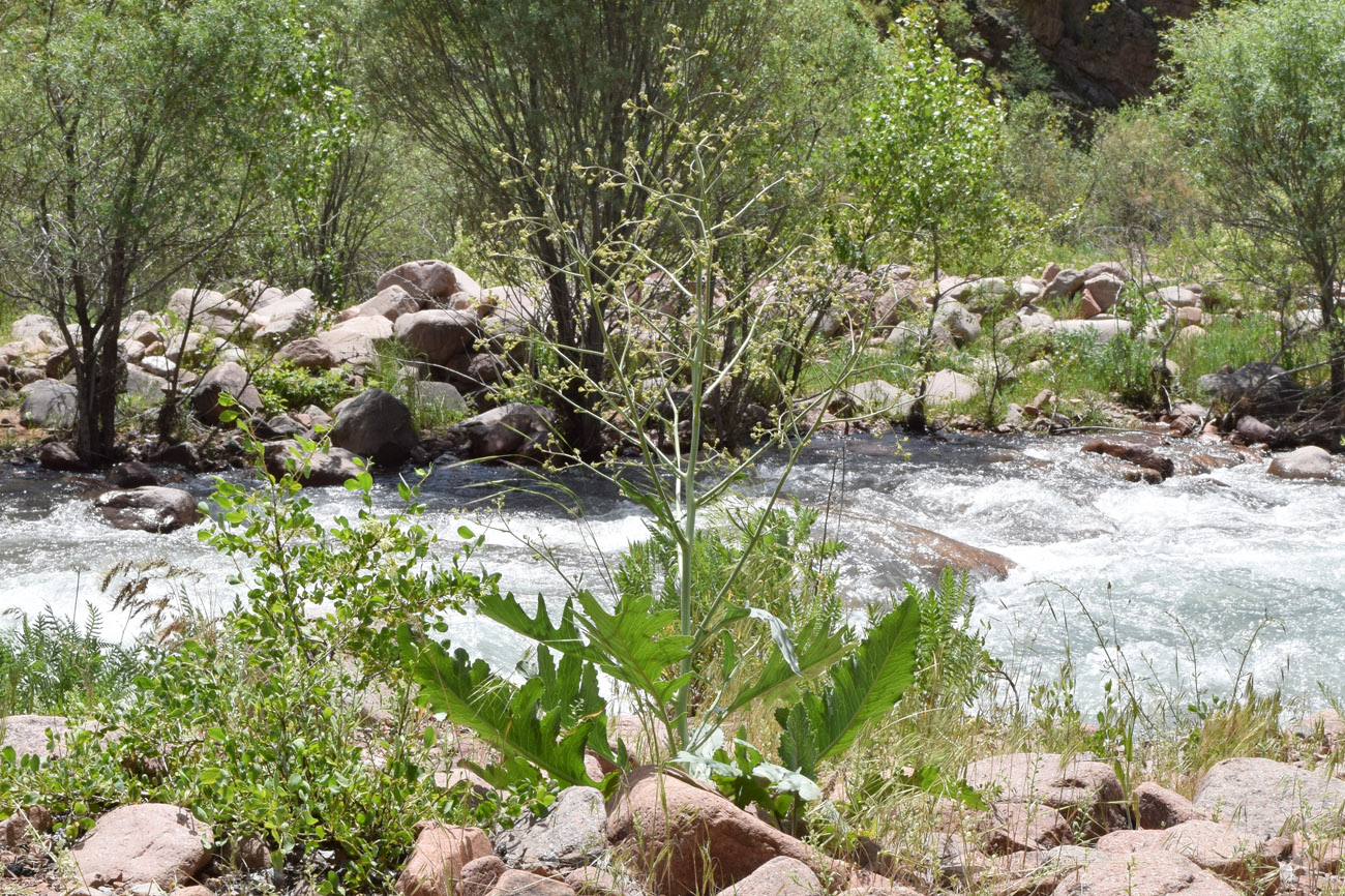 Image of Crambe orientalis specimen.