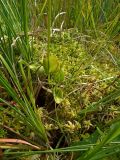 Parnassia palustris