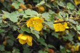 Fremontodendron californicum