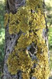 Xanthoria parietina