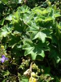 Alchemilla monticola