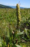 Lagotis integrifolia. Плодоносящее растение на субальпийском лугу. Республика Алтай, Онгудайский р-н, водораздел рек Сарлык и Алмерлю. 30.07.2010.