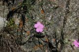 Dianthus versicolor. Цветок. Республика Алтай, Усть-Коксинский р-н, левый берег р. Катунь, окр. лога Ядрушка, около скального выхода. 31.07.2020.