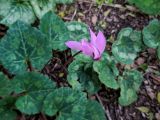 Cyclamen persicum. Цветок. Израиль, национальный парк \"Бейт Гуврин\", маквис. 17.02.2020.