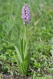 Orchis militaris. Цветущее растение (высота 32 см, длина соцветия — 9 см). Волгоградская обл., Серафимовичский р-н, Трясиновское с/п, окр. хутора Себряков, природный парк \"Усть-Медведицкий\", дол. р. Медведица, возвышенный участок влажного солонцеватого пойменного луга. 25 мая 2021 г.