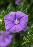 Convolvulus подвид mauritanicus