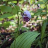 Cypripedium guttatum