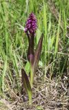 Dactylorhiza incarnata. Цветущее растение. Новосибирская обл., Искитимский р-н, окр. пгт Линёво, школьный заказник орхидей, луг. 10 июня 2022 г.