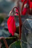 Cyclamen persicum