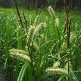 Carex rhynchophysa. Верхушки цветущих растений. Свердловская обл., окр. г. Североуральск, пос. Третий Северный, заболоченная опушка смешанного леса. 26.06.2007.