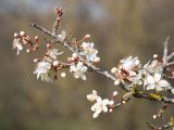 Prunus cerasifera. Веточка с цветками и бутонами. Краснодарский край, Крымский р-н, окр. станицы Неберджаевская, старый заброшенный сад. 31.03.2023.