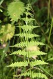 Thelypteris palustris. Верхняя часть вайи. Томская обл., Томский р-н, окр. с. Аркашево, темнохвойный лес. 07.07.2023.