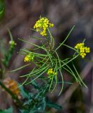 род Sisymbrium. Соцветия и созревающие плоды. Грузия, г. Тбилиси, поросший кустарниками каменистый склон. 10.06.2023.