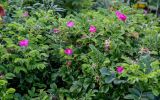 Rosa rugosa