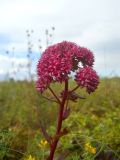 Hylotelephium triphyllum. Верхушка цветущего растения. Новосибирская обл., Искитимский р-н, окр. пос. Евсино, скальные обнажения на р. Шипунихе. 9 августа 2011 г.