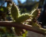 Xanthium orientale