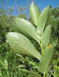 Salix pentandra