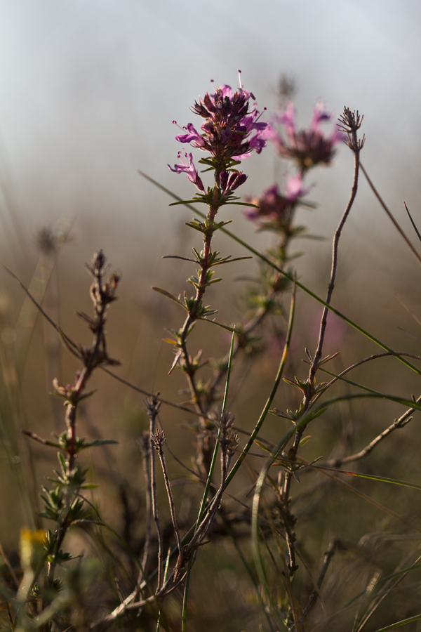 Изображение особи Thymus pallasianus.