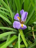 Iris unguicularis. Цветущее растение. Южный Берег Крыма, Никитский ботанический сад. 28 ноября 2012 г.