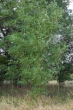 Robinia pseudoacacia. Плодоносящее растение. Ростовская обл., Неклиновский р-н, Носовское с/п, Камышовая балка. 10.08.2012.