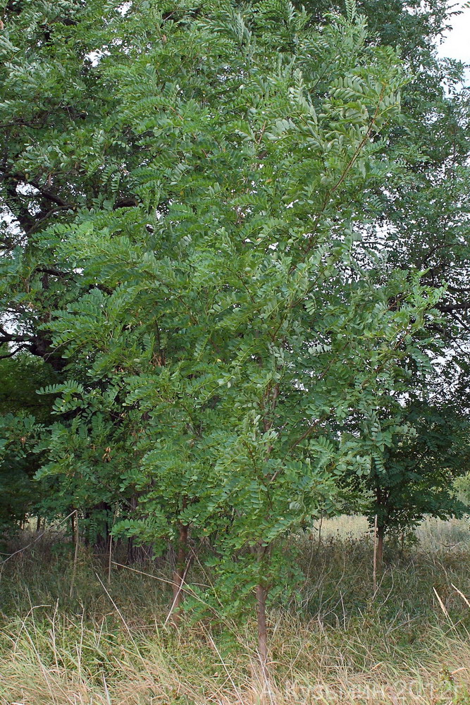 Изображение особи Robinia pseudoacacia.