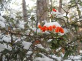 Pyracantha coccinea. Часть ветви с соплодиями под снегом. Южный берег Крыма, окр. г. Ялта, сосновый лес. 16 декабря 2012 г.