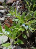 Myosotis sparsiflora. Цветущее растение. Краснодарский край, Кущёвский р-н, ст. Шкуринская, пустыри. 11.05.2009.