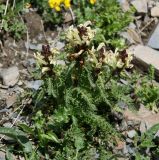 Pedicularis chroorrhyncha. Цветущее растение. Адыгея, Кавказский биосферный заповедник, хр. Безводный, выс. 2192 м н.у.м., южный склон. 24.06.2013.