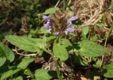 Prunella vulgaris. Верхушка растения с соцветием. Украина, г. Запорожье, недалеко от берега р. Днепр, сырой участок, под деревьями. 20.07.2013.