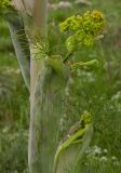 Ferula communis