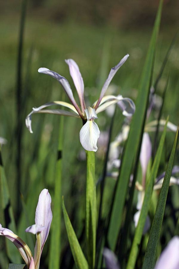 Изображение особи Iris sogdiana.