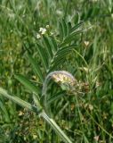 Vicia villosa