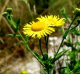 Pulicaria dysenterica