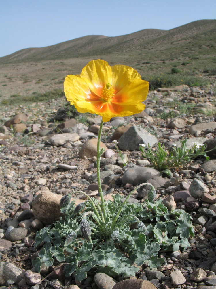 Изображение особи Glaucium squamigerum.