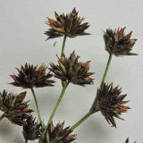 Juncus articulatus. Веточки соплодия. Санкт-Петербург, Старый Петергоф, у платформы \"Университет\". 29.09.2009.