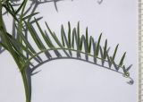 Vicia tenuifolia
