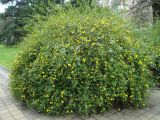 Jasminum mesnyi