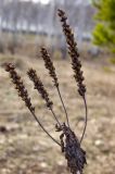 Veronica teucrium