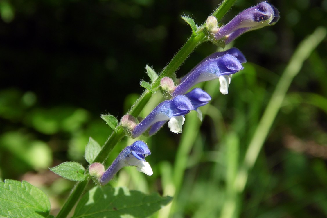 Image of Scutellaria altissima specimen.