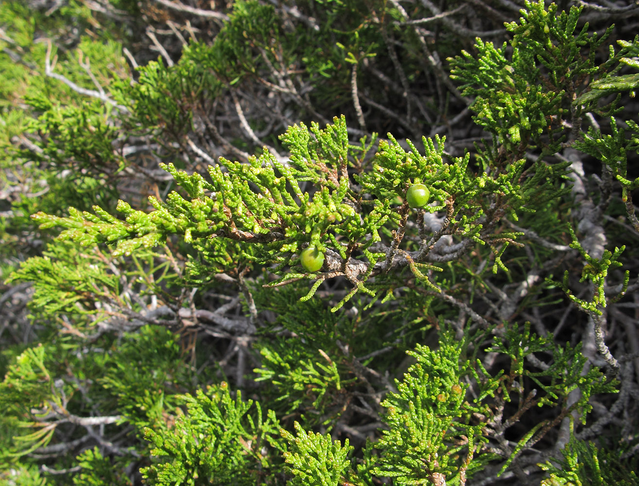 Изображение особи Juniperus sabina.