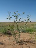 Ferula karelinii