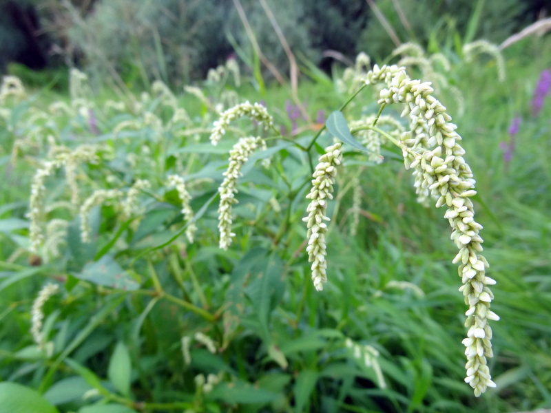 Изображение особи Persicaria lapathifolia.