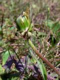 Taraxacum mongolicum