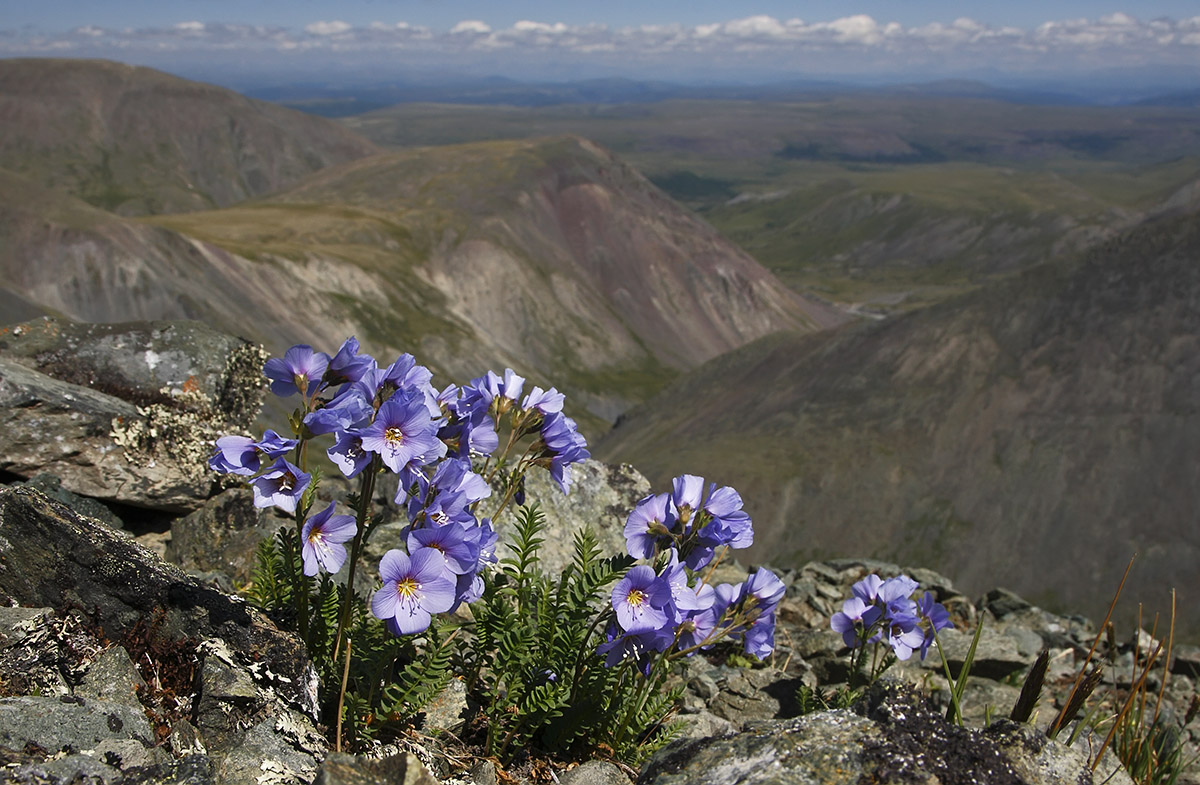 Изображение особи Polemonium boreale.