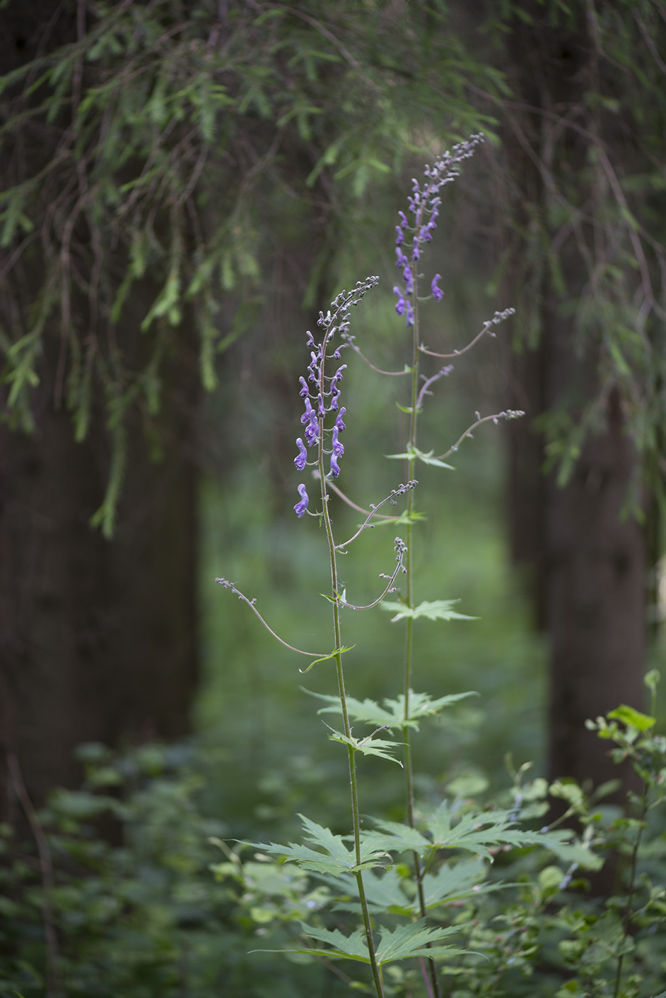 Изображение особи Aconitum septentrionale.