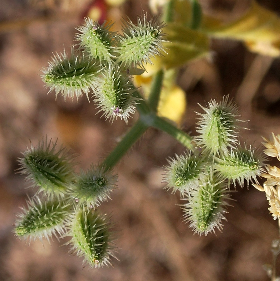 Изображение особи Turgenia latifolia.