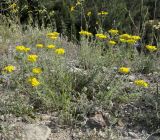 Haplophyllum coronatum